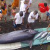 Marlin de 348 kg du Bemara