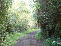 Le sentier qui mène jusqu'au Grand Etang est particulièrement accessible