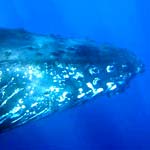 Baleine a bosse 01