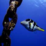 Canthigaster a selle-03