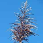 fleures de cannes