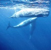 baleines.jpg