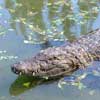 Le Croc Parc001