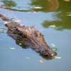 Le Croc Parc003