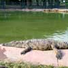 Le Croc Parc005