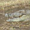 Le Croc Parc006