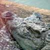 Le Croc Parc007