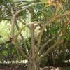 Le jardin d eden004