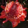 Le jardin d eden005