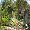 Le jardin d eden006