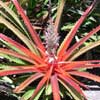 Le jardin d eden007