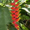 Le jardin d eden008