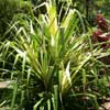 Le jardin d eden009