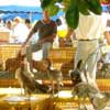 Le marche forain001