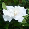 gardenia asie du sud est