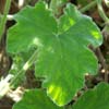 geranium