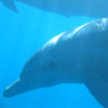 nage avec les dauphins