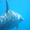nageons avec les dauphins