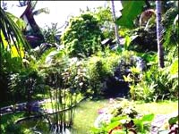 Evitez l'eau stagnante dans les jardins