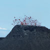 14 volcan