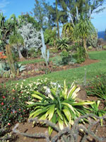 Crinum en fleur