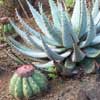aloe glauca