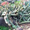 arrojadoa rhodanta