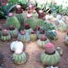 astrophitum et myriostigma
