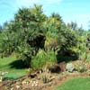 cactus plantes grasses