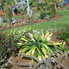 crinum en fleur