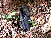 Un caméléon en train de pondre