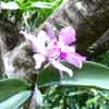 orchidee
