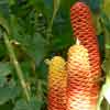 une des 1500 plantes
