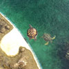 tortues marines