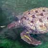 une tortue marine