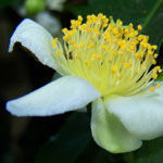fleur-de-the