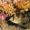 CABEDOCE Jerome 2eme MASTER Poisson