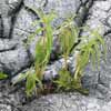 fougeres lichens sur la lave