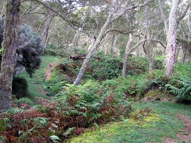 foret tamarins