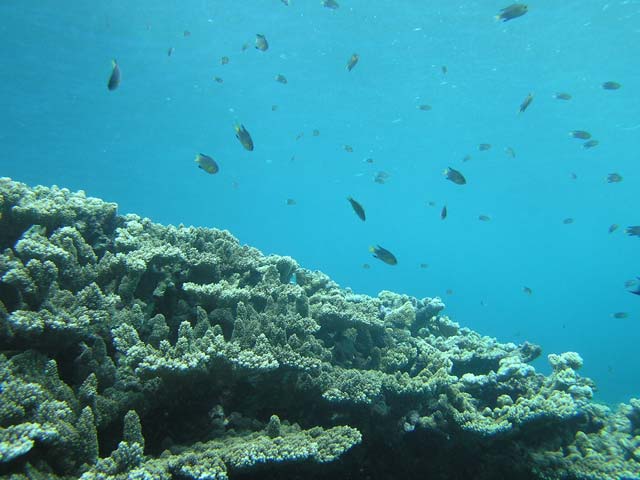 corail