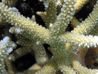 Corail branchu