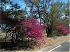Quelques bougainvilliers