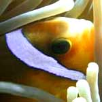 Poisson-Clown-01