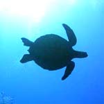Tortue 05